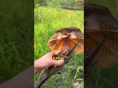 Mengapa kadal ini berlari ke arah kalian? 🤔🦎