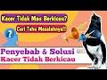 Download Lagu PENYEBAB KACER TIDAK MAU BERKICAU
