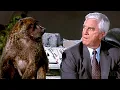 Download Lagu Frank Drebin makes Mistakes for 10 minutes Straight | The Naked Gun 2½: The Smell of Fear