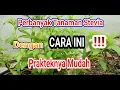 Download Lagu PERBANYAK TANAMAN STEVIA DENGAN MUDAH   II EPISODE 03