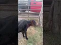 Download Lagu Baby calf enjoying the day #animals  #funny #cow #feedercattle