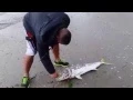 Surfcasting for Kingfish from the shore