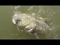 Fishing Rock Piles For BIG Flathead Catfish