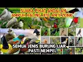 Download Lagu SUARA PIKAT SEMUA JENIS BURUNG KECIL TERAMPUH | burung ribut