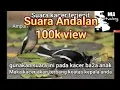 Download Lagu Suara kacer keadaan terjepit untuk pikat kawanan kacer || singing magpie robin scream
