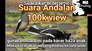 suara kacer keadaan terjepit untuk pikat kawanan kacer singing magpie robin scream
