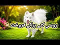 Russian Dog Available For Sale In Pakistan Zero Size Pink Nose