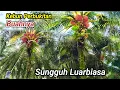 Download Lagu Sungguh Luarbiasa panen sawit di perbukitan buahnya besar\