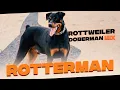 Rotterman The Ultimate Mix Breed of Rottweiler and Doberman