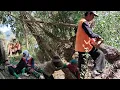 Download Lagu Mahal.??.!!!.tebang  muat kayu campur aduk,total harga  kayu 5 juta jadi 1 truck