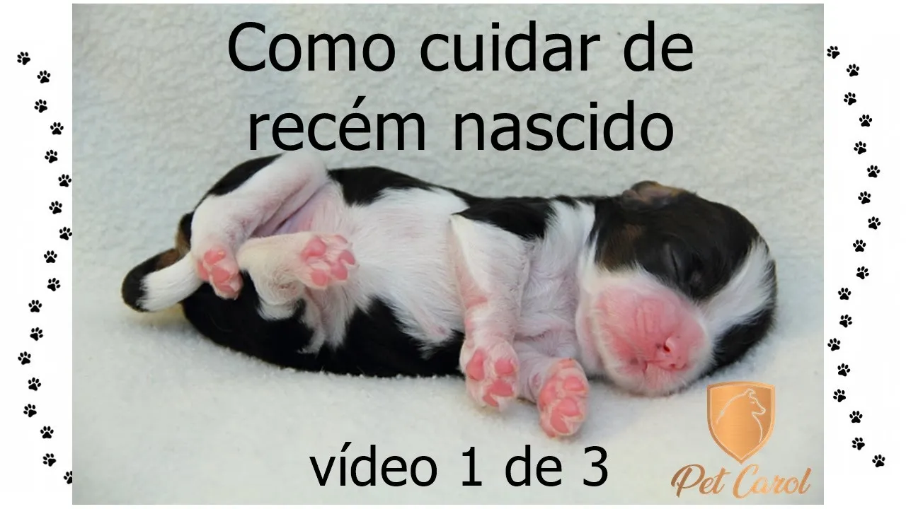 leite caseiro para gato recém nascido. 