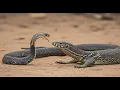 Download Lagu Cobra Snake Hunting and Survival in the Jungle | Deadly Fights with Wild Animals