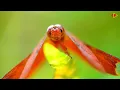 NT1 Dragonfly Remix 2023 (Music Video)