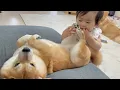 Download Lagu 1歳児が念入りに豆柴の足を観察したらまさかの事態が起きました...