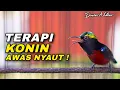 Download Lagu PANCINGAN DAN TERAPI KONIN GACOR FULL ISIAN AUDIO JERNIH COCOK UNTUK MENAIKKAN EMOSI BURUNG KOLIBRI