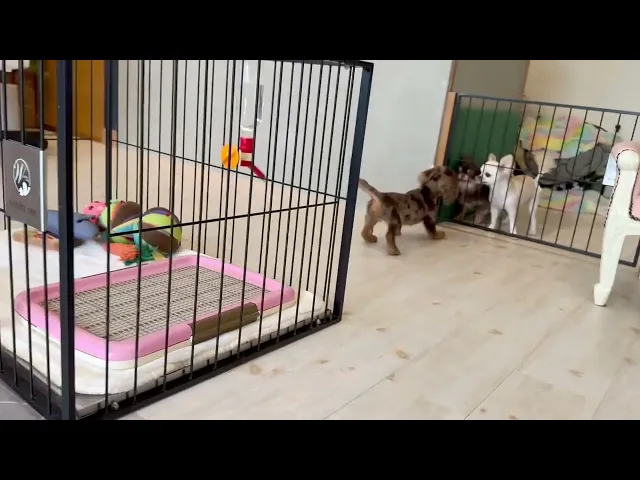 動画