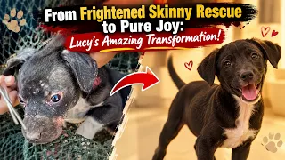 From Frightened Skinny Rescue to Pure Joy Lucy's Amazing Transformation!
