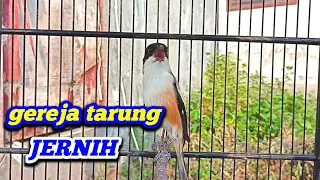 suara gereja jernih dan lantang masteran cendet isian gereja tarung