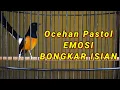 Download Lagu PANCINGAN MURAI PASTOL MENAIKAN EMOSI BONGKAR ISIAN LANGSUNG NYAUT SEKETIKA
