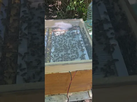 DIY Bee Venom Collector - Harvesting Bee Venom for the First Time #beevenom #diy #mrdkdiy