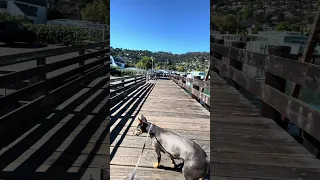 #fyp #dream #doberman #pets #youtube