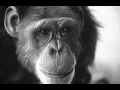 Washoe - Chimpanzees and language