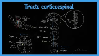 Tracto Corticoespinal (Sistema Piramidal) - EXPLICADO FÁCIL