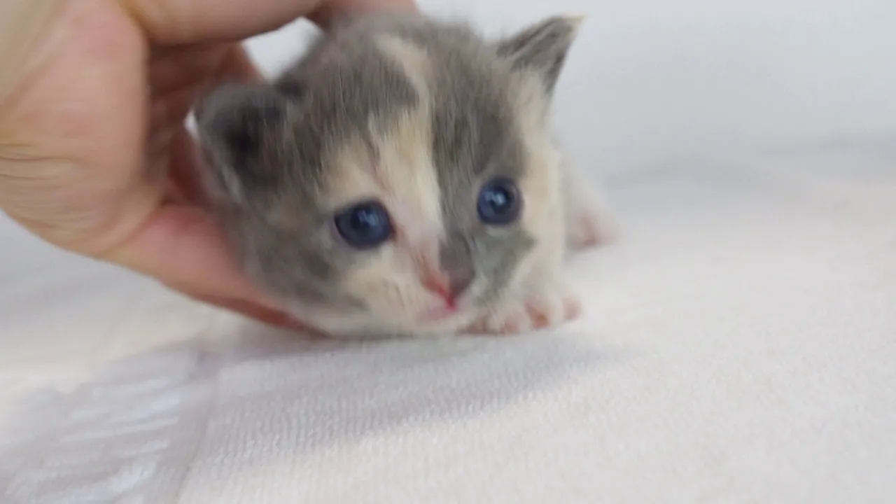 動画
