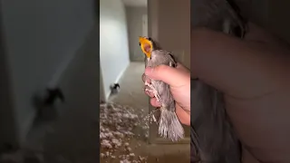 Birds Aren T Real 