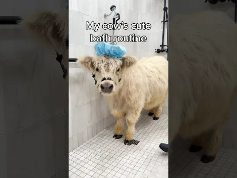 My Cute Cow's Bath Routine 🫧