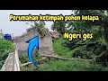 MELEDAK❗️RUMAH KETIMPAH POHON KELAPA❗️#kdm 