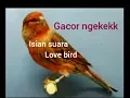 Download Lagu Kicau Burung Kenari Isian Love bird Durasi panjang