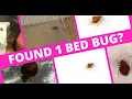 Help Did You Find One Bed Bug But Don t See Any More Here s What to Do