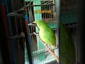 Download Lagu burung cucak ijo gacor #shorts