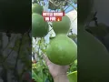 Download Lagu Would you plant this Gourd ? #florgenargue #florgardengoddess #growingwithflor #viral