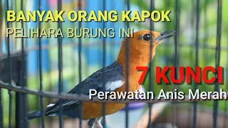 Download Begini Cara Perawatan Burung Anis Merah Supaya Bunyi dan Gacor | BONUSNYA BISA TELER MP3