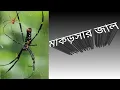 Download Lagu Makorsar jal||makorshar jal ||মাকড়সার জাল||
