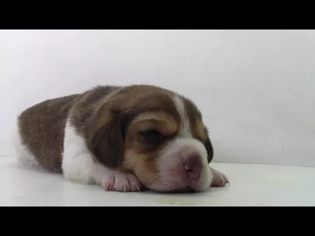 動画