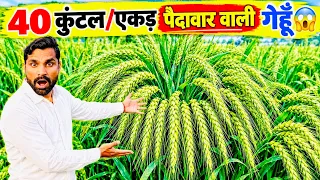 इस तरीके से बुवाई करो गेहूँ की पैदावार होगी 40 क्विंटल😲! Gehun ki Kheti 2026 | Gehun ko top Variety|