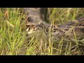 Python Bowl kicks off Friday in Florida Everglades
