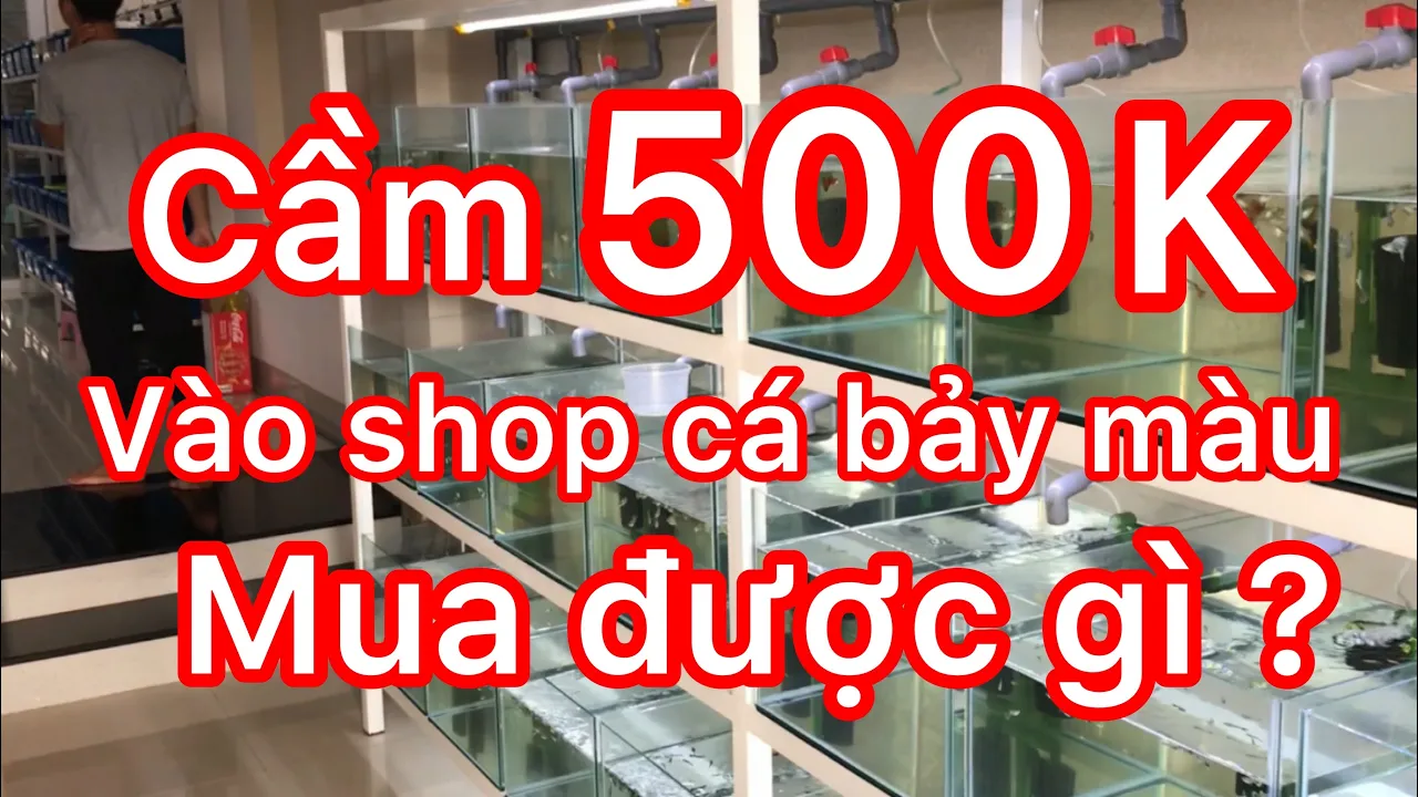 Cầm 500k vào shop cá bảy màu không biết mua gì vì quá nhiều dòng đẹp - guppy fish