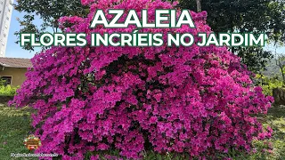 Azaleia | Cultive e Tenha Flores Incríveis no Seu Jardim