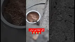 طعام السوريين في روميا بلبنان نور الشريف 