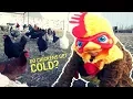 Do Chickens Get Cold