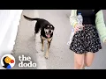 Download Lagu Stray Dog Follows Couple On Vacation In Greece Back To Their Hotel... | The Dodo