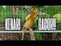 Lagu Pancingan Kenari GACOR panjang untuk Masteran Kenari PAUD \u0026 agar Kenari diam agar bunyi \u0026 gacor