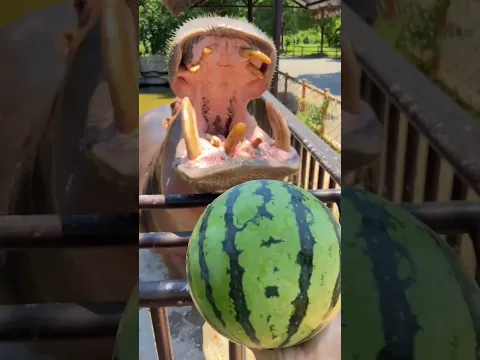 How caretaker feed π¦ incredible moment π