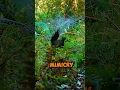 Download Lagu Burung Ini Bisa Meniru Gergaji Mesin dan Alarm — Bahkan Anda 😱🔊