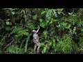 Download Lagu FIELD TRIP WITH PATRICK BLANC IN MOLUCCAS - INDONESIA