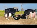Cow for sale new cow for sale in Pakistan cow sale in Punjab today cow for sale